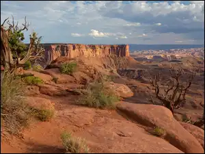 Rośliny, Stany Zjednoczone, Park Narodowy Canyonlands, Kanion, Stan Utah