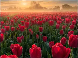 Poranna mgła nad plantacją czerwonych tulipanów