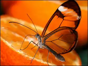 Motyl, Pomarańcza