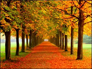 Liście, Jesień, Drzewa, Kolorowe, Park