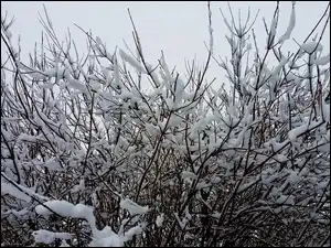 Zima, Ośnieżone, Gałązki