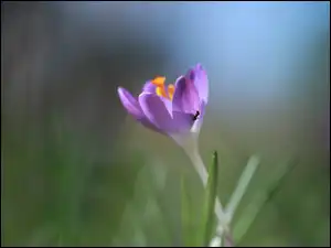 Mrówka, Fioletowy, Krokus, Kwiat