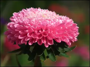Aster, Przyroda, Kwiat