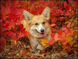 Krzewy, Liście, Welsh corgi pembroke, Pies, Czerwone