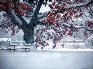 Drzewo, Park, Ośnieżone, Zima, Ławka