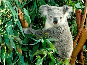 Miś koala