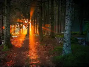 Las, Zachód, Słońca