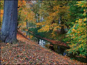 Jesień, Park, Rzeczka, Liście, Drzewo, Kolorowe