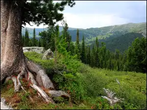 Góry, Drzewo, Korzenie
