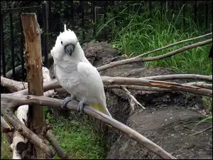Skały, Papuga, Kakadu, Konary