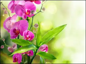 Liście, Orchidea, Kwiaty