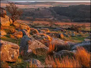 Trawa, Park Narodowy Dartmoor, Kamienie, Hrabstwo Devon, Skały, Drzewo, Anglia, Wzgórza