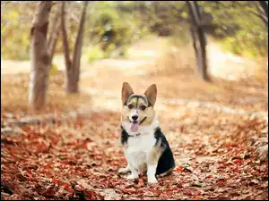 Liście, Pies, Corgi, Jesień