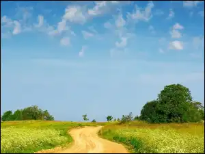 Drzewa, Lato, Łąka, Droga