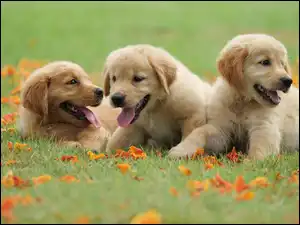 Szczeniaczki Golden retrievers