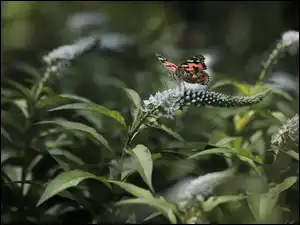 Białe, Budleja Dawida, Rusałka osetnik, Motyl, Kwiaty
