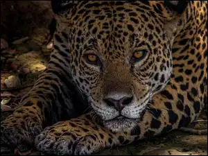 Łapy, Jaguar, Głowa