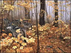 Liście, Wilki, Las, Żółte