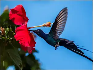 Ptak, Hibiskus, Kwiat, Koliber