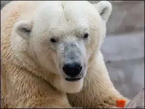 Polarny, Niedźwiedź