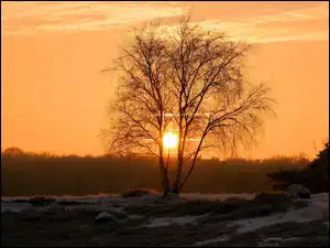 Śnieg, Drzewo, Zachód, Słońca