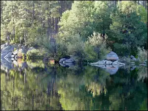 Las, Odbicie, Drzewa, Jezioro, Kamienie