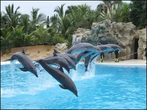 Palmy, Delfinki, Basen, Skały