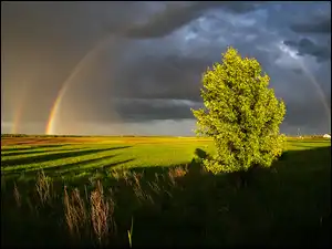 Pola, Drzewo, Tęcza