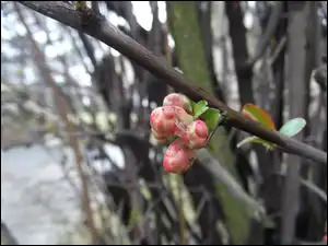 Figi, Pąki, Kwiatowe