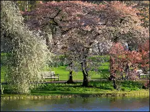 Kwitnące, Staw, Park, Wiosna, Drzewa