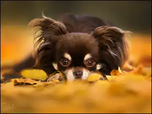 Liście, Pies, Chihuahua długowłosa