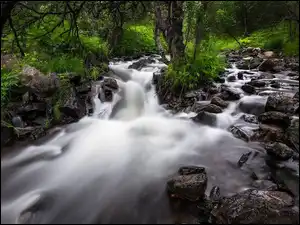 Zarośla, Górski, Potok, Kamienie