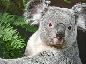 Kora, Koala, Liście, Drzewo