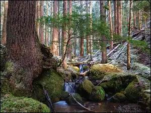 Drzewa, Las, Omszałe, Potok, Skarpa, Kamienie