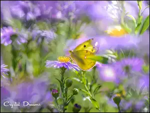 Motyl, Żółty, Kwiaty, Rozmyte tło, Filetowe, Astry marcinki