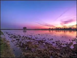 Słońca, Bagno, Drzewa, Zachód