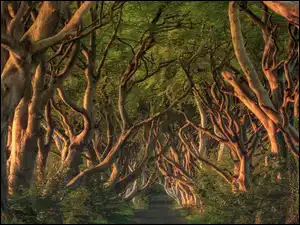 Aleja bukowa Dark Hedges w Irlandii