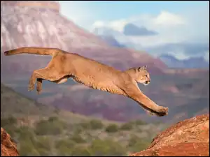 Skok, Puma, Góry