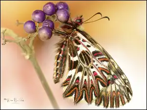 Motyl Zygzakowiec w makro