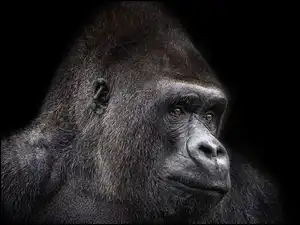 Profil goryla