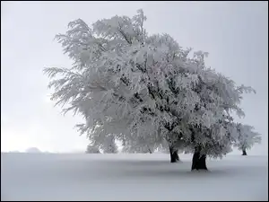 Śnieg, Zima, Ośnieżone, Drzewa