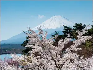 Drzewa, Wiosna, Kwitnące, Fudżi, Japonia