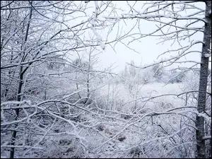 Śnieg, Zima, Drzewa, Gałęzie