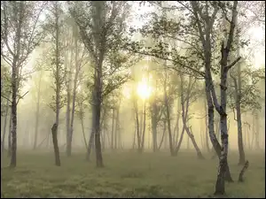 Mgła, Las, Przebijające, Słońce