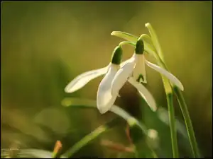 Kwiaty, Przebiśniegi, Białe