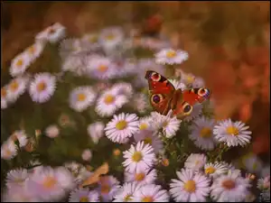 Astry, Motyl, Rusałka pawik, Owad