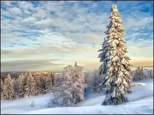 Świerki, Zima, Las, Ośnieżone