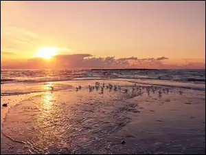 Plaża, Ptaki, Morze, Zachód Słońca, Mewy