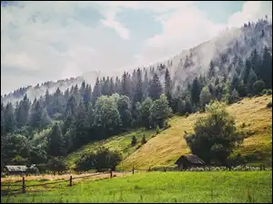 Drzewa, Łąki, Las, Góry, Mgła
