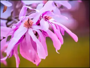 Magnolia, Różowa
